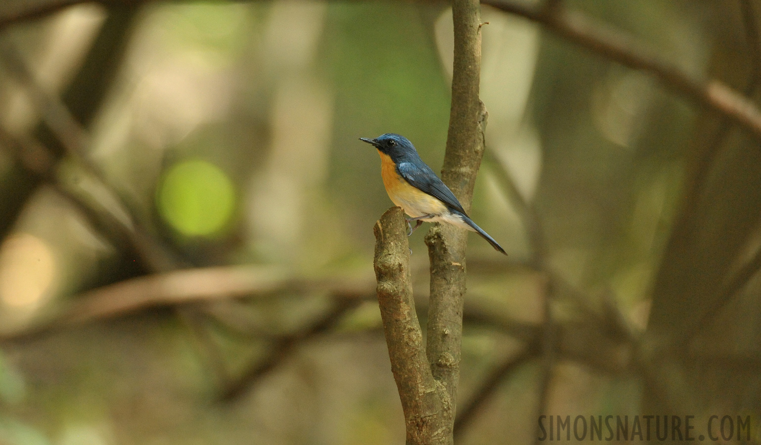 Cyornis tickelliae jerdoni [550 mm, 1/125 sec at f / 8.0, ISO 3200]